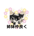 あんじーと12にゃんず6（個別スタンプ：12）