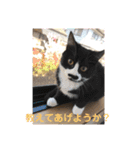 あんじーと12にゃんず6（個別スタンプ：14）
