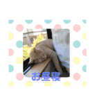 あんじーと12にゃんず6（個別スタンプ：15）