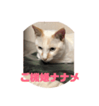 あんじーと12にゃんず4（個別スタンプ：1）