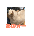 あんじーと12にゃんず4（個別スタンプ：2）