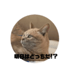 あんじーと12にゃんず4（個別スタンプ：3）