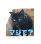 あんじーと12にゃんず4（個別スタンプ：5）