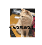 あんじーと12にゃんず4（個別スタンプ：7）