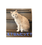 あんじーと12にゃんず4（個別スタンプ：8）