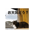 あんじーと12にゃんず4（個別スタンプ：10）