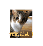 あんじーと12にゃんず4（個別スタンプ：11）