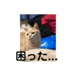 あんじーと12にゃんず4（個別スタンプ：13）