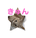 あんじーと12にゃんず4（個別スタンプ：15）