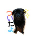 黒パグしんちゃん（犬）（個別スタンプ：4）