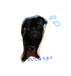 黒パグしんちゃん（犬）（個別スタンプ：5）