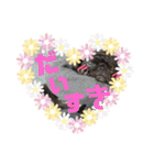 黒パグしんちゃん（犬）（個別スタンプ：8）