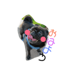 黒パグしんちゃん（犬）（個別スタンプ：9）