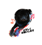 黒パグしんちゃん（犬）（個別スタンプ：10）