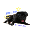 黒パグしんちゃん（犬）（個別スタンプ：11）