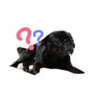 黒パグしんちゃん（犬）（個別スタンプ：12）