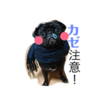 黒パグしんちゃん（犬）（個別スタンプ：14）