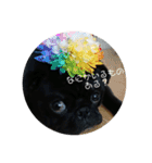 黒パグしんちゃん（犬）（個別スタンプ：19）