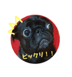 黒パグしんちゃん（犬）（個別スタンプ：20）