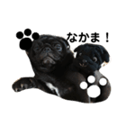 黒パグしんちゃん（犬）（個別スタンプ：21）