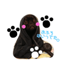 黒パグしんちゃん（犬）（個別スタンプ：22）