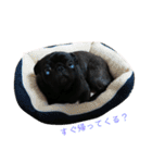 黒パグしんちゃん（犬）（個別スタンプ：23）