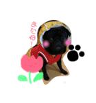 黒パグしんちゃん（犬）（個別スタンプ：24）
