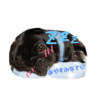 黒パグしんちゃん（犬）（個別スタンプ：26）