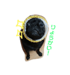 黒パグしんちゃん（犬）（個別スタンプ：28）