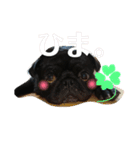 黒パグしんちゃん（犬）（個別スタンプ：29）