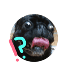 黒パグしんちゃん（犬）（個別スタンプ：31）