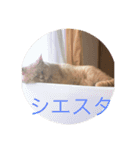 あんじーと12にゃんず3（個別スタンプ：4）