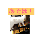 あんじーと12にゃんず3（個別スタンプ：5）