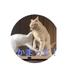 あんじーと12にゃんず3（個別スタンプ：10）