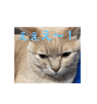 あんじーと12にゃんず3（個別スタンプ：11）