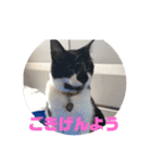 あんじーと12にゃんず3（個別スタンプ：14）