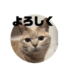 あんじーと12にゃんず3（個別スタンプ：15）
