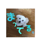 みるく＆もも（個別スタンプ：5）