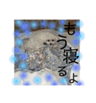 みるく＆もも（個別スタンプ：17）