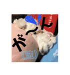 みるく＆もも（個別スタンプ：19）