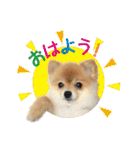 ポメラニアン もふた（個別スタンプ：1）