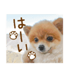 ポメラニアン もふた（個別スタンプ：2）