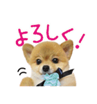 ポメラニアン もふた（個別スタンプ：3）