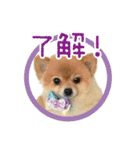 ポメラニアン もふた（個別スタンプ：4）