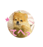 ポメラニアン もふた（個別スタンプ：5）