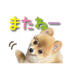 ポメラニアン もふた（個別スタンプ：6）