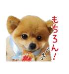 ポメラニアン もふた（個別スタンプ：7）