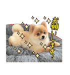 ポメラニアン もふた（個別スタンプ：8）