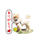 ポメラニアン もふた（個別スタンプ：9）