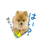 ポメラニアン もふた（個別スタンプ：12）